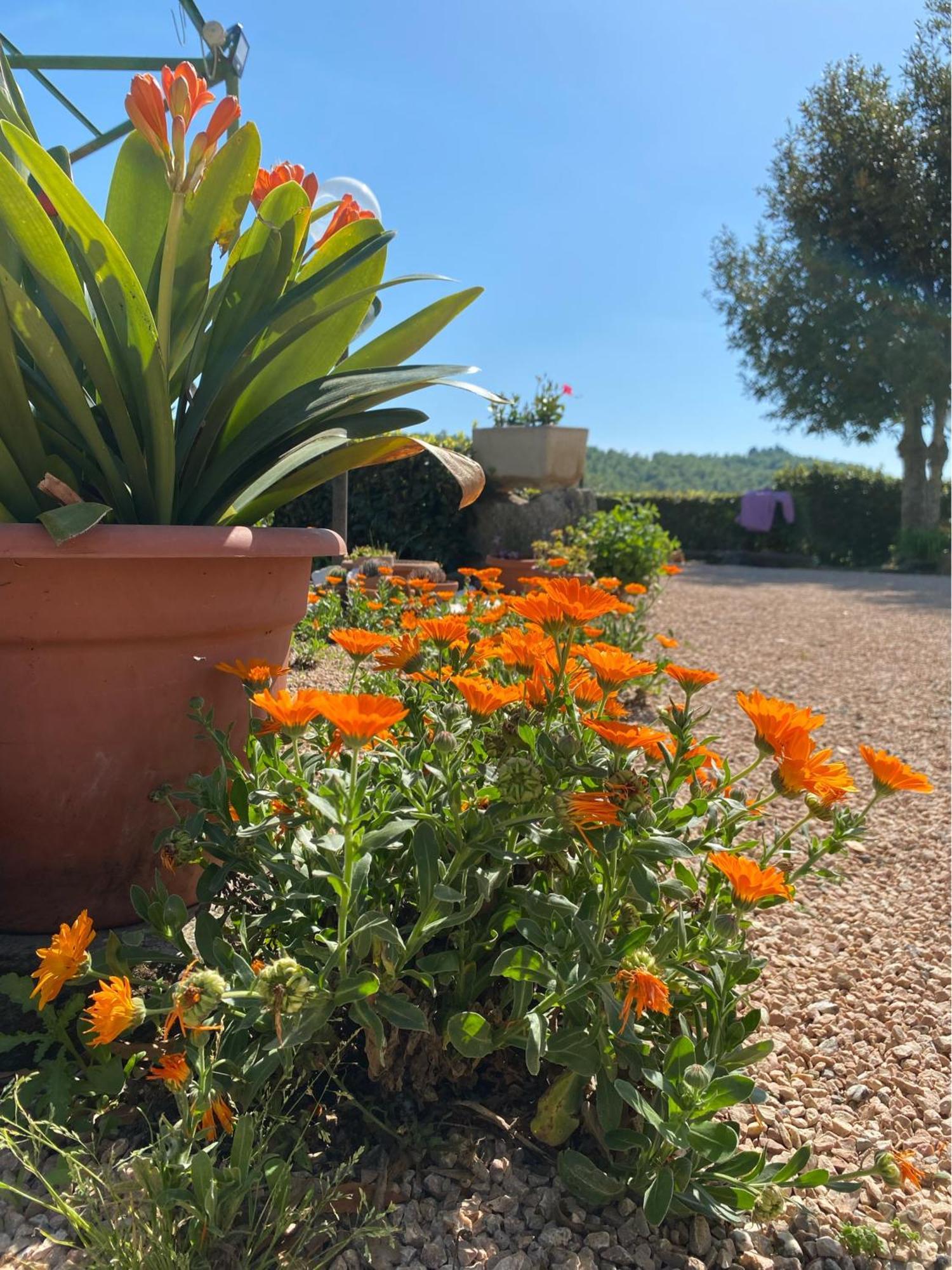 Casa Vacanze Podere San Giusto Volterra Exteriör bild