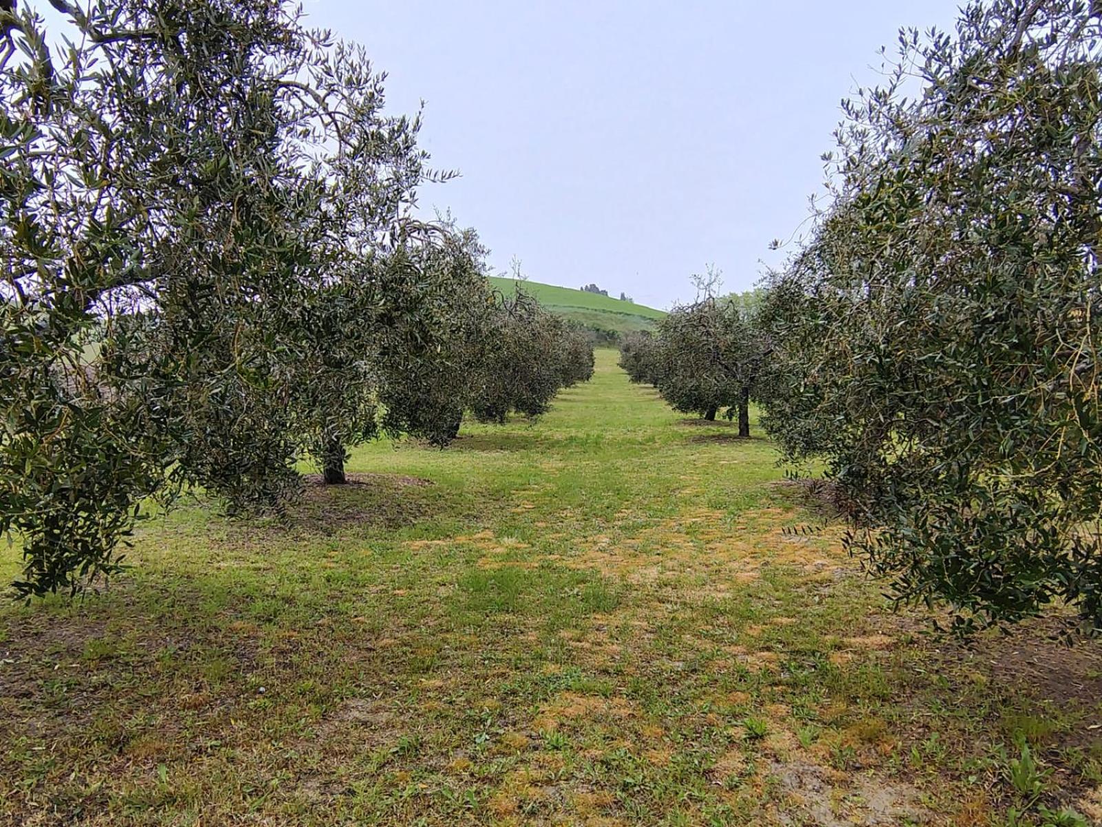 Casa Vacanze Podere San Giusto Volterra Exteriör bild